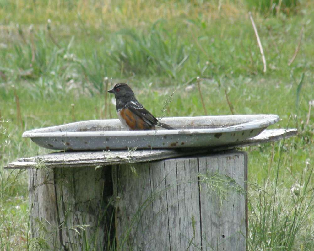 At Bath, Side View<br>(Location of Picture: Neville Ridge, Washington, USA, '11)