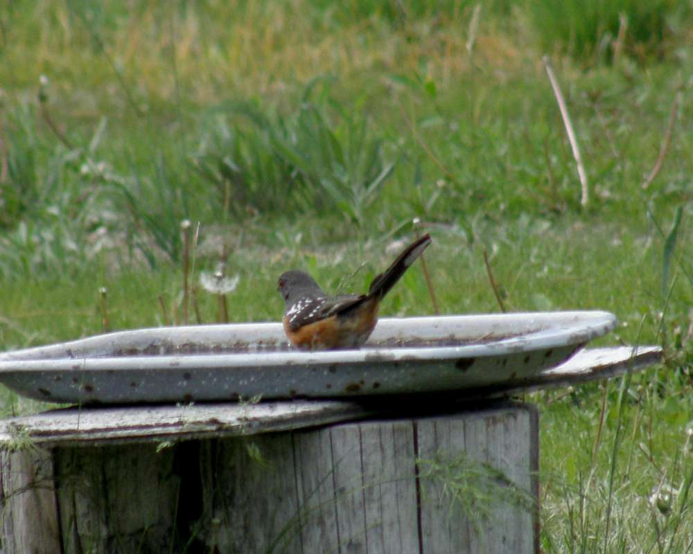 At Bth, Rear View<br>(Location of Picture: Neville Ridge, Washington, USA, '11)