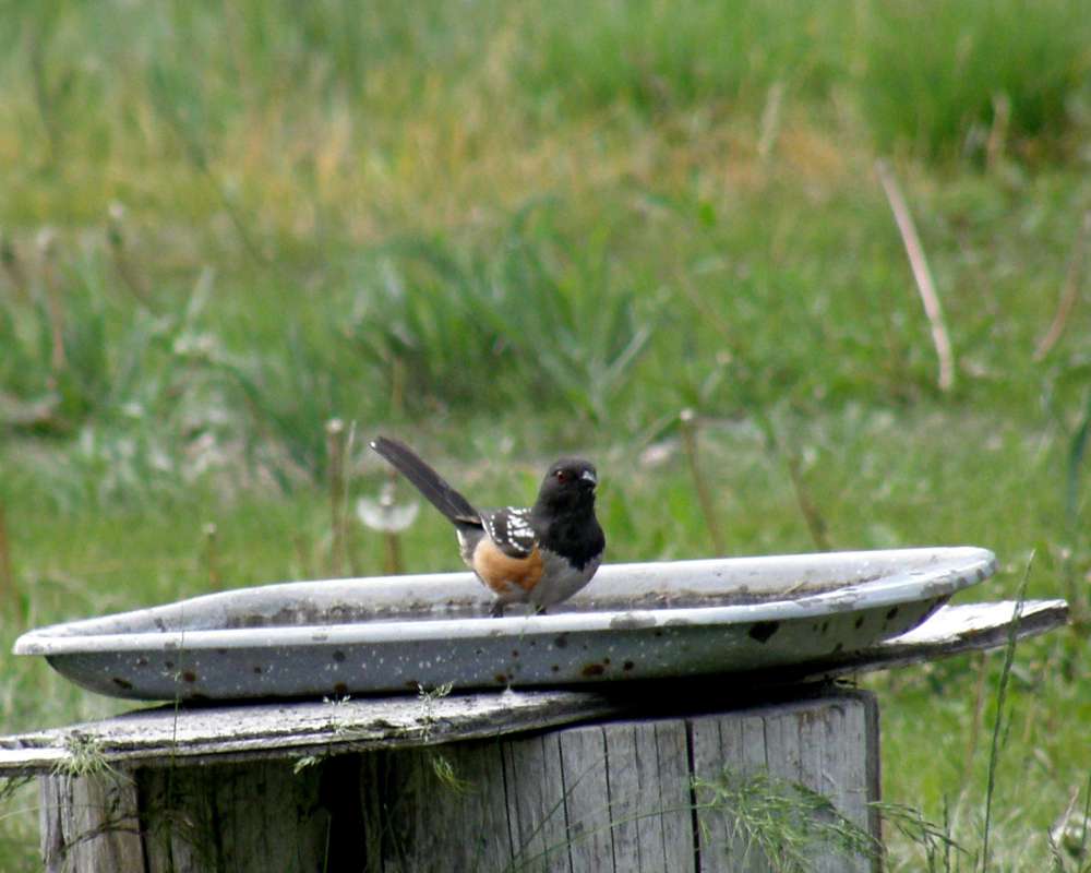 At Bath, Front View<br>(Location of Picture: Neville Ridge, Washington, USA, '11)
