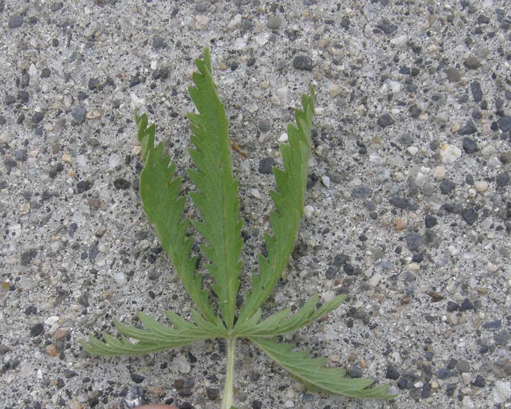 Leaf<br>(Location of Picture: Conconlly, Wa., USA, 2011)