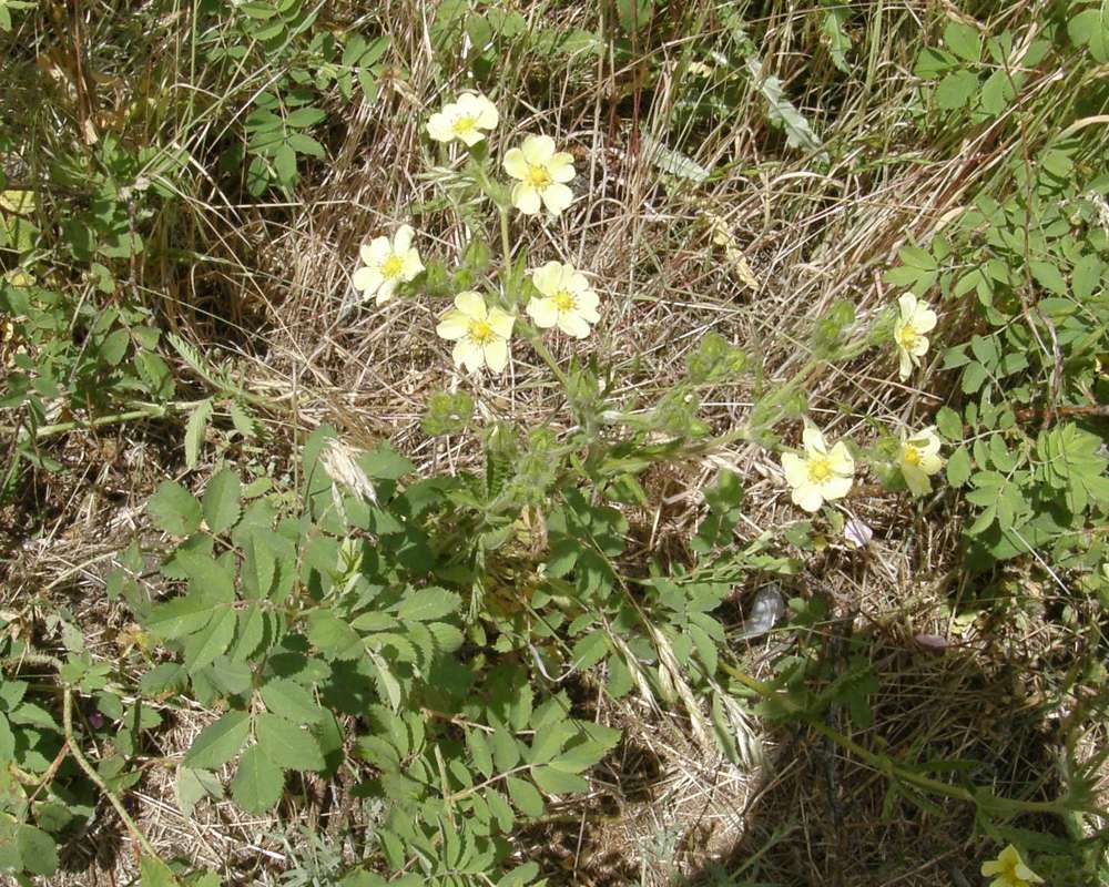 Habitat<br>(Location of Picture: Conconlly, Wa., USA, 2011)