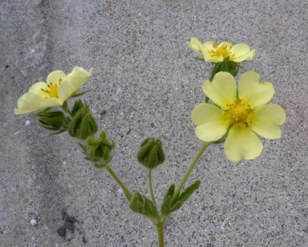 Flower Front View<br>(Location of Picture: Conconlly, Wa., USA, 2011)