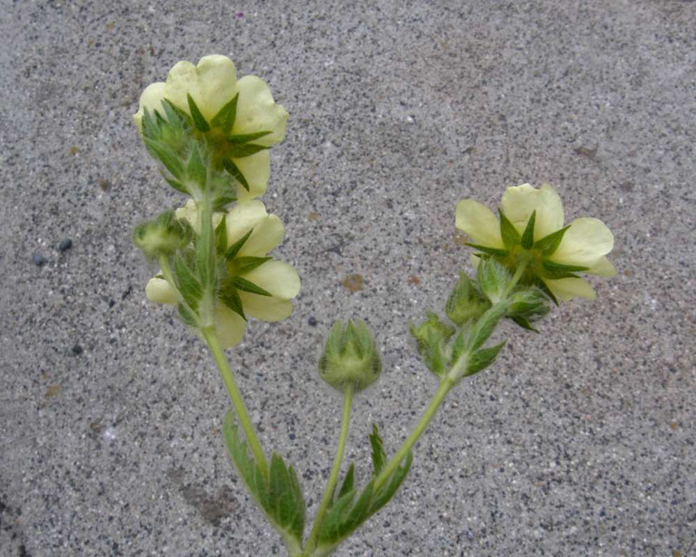 Flower - Rear View<br>(Location of Picture: Conconlly, Wa., USA, 2011)