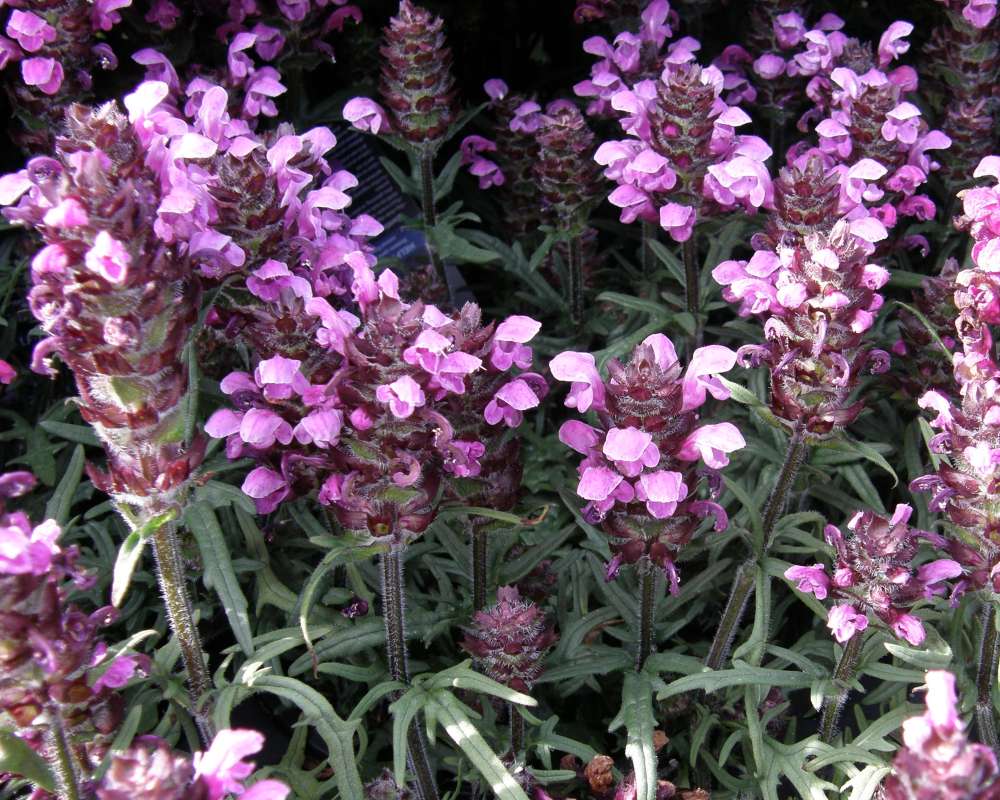 Top of Plant in Bloom<br>(Location of Picture: Commercially Grown)