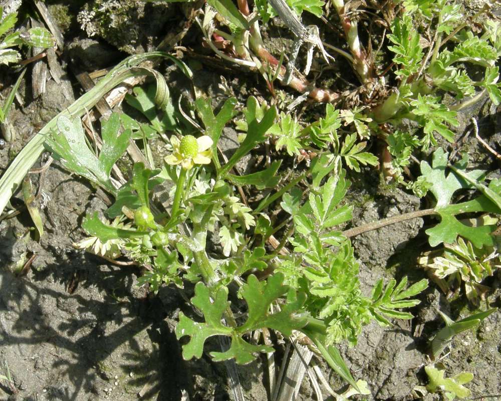 Habitat View<br>(Location of Picture: Near Columbia River, Wa., USA, 2011)
