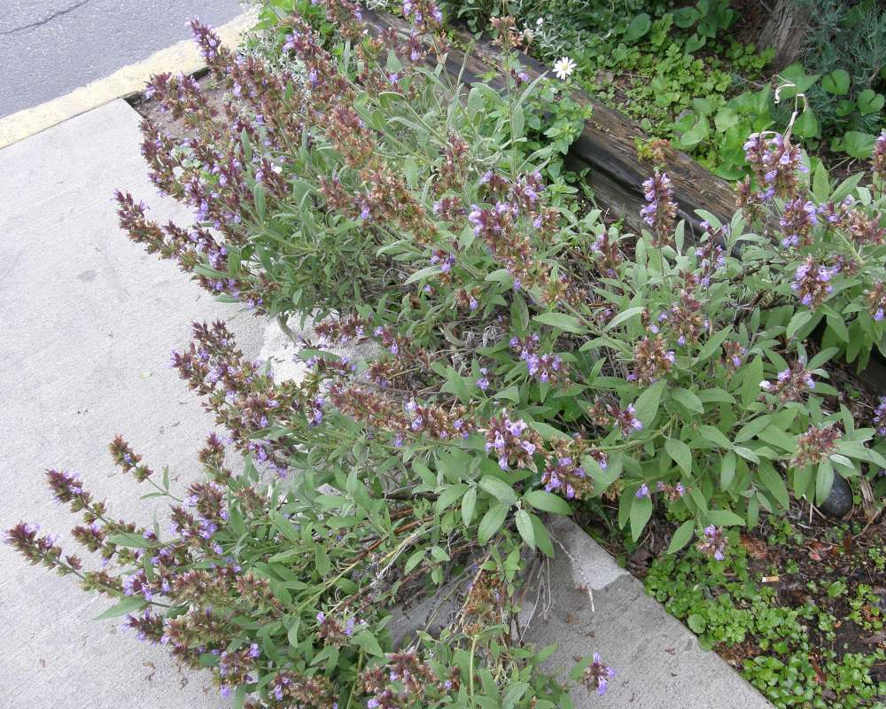 Garden View<br>(Location of Picture: Omak, Washington, USA, 2011)