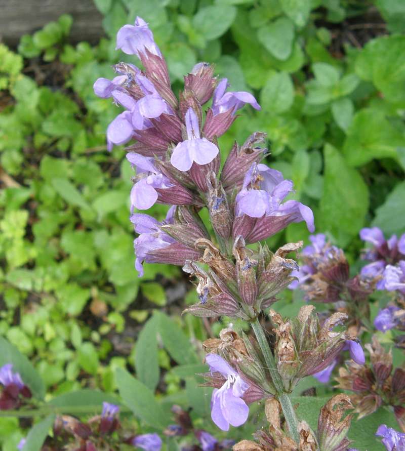 Flower Raceme<br>(Location of Picture: Omak, Washington, USA, 2011)