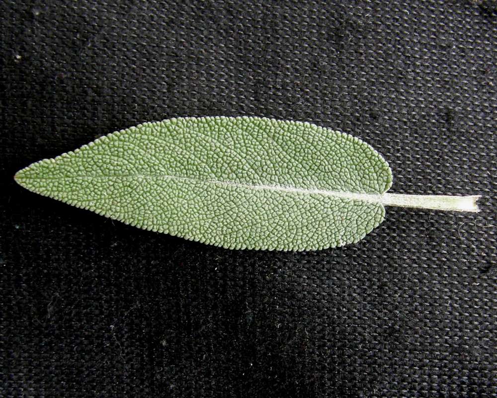 Leaf - Dorsal Side<br>(Location of Picture: Omak, Washington, USA, 2011)