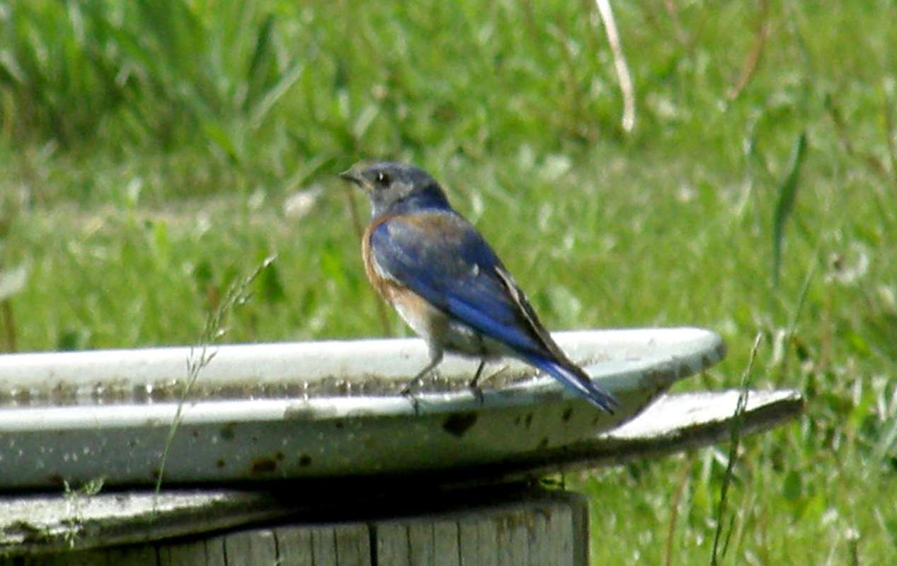 Bird at Bath<br>(Location of Picture: Neville Ridge, Wa., USA, 2011)