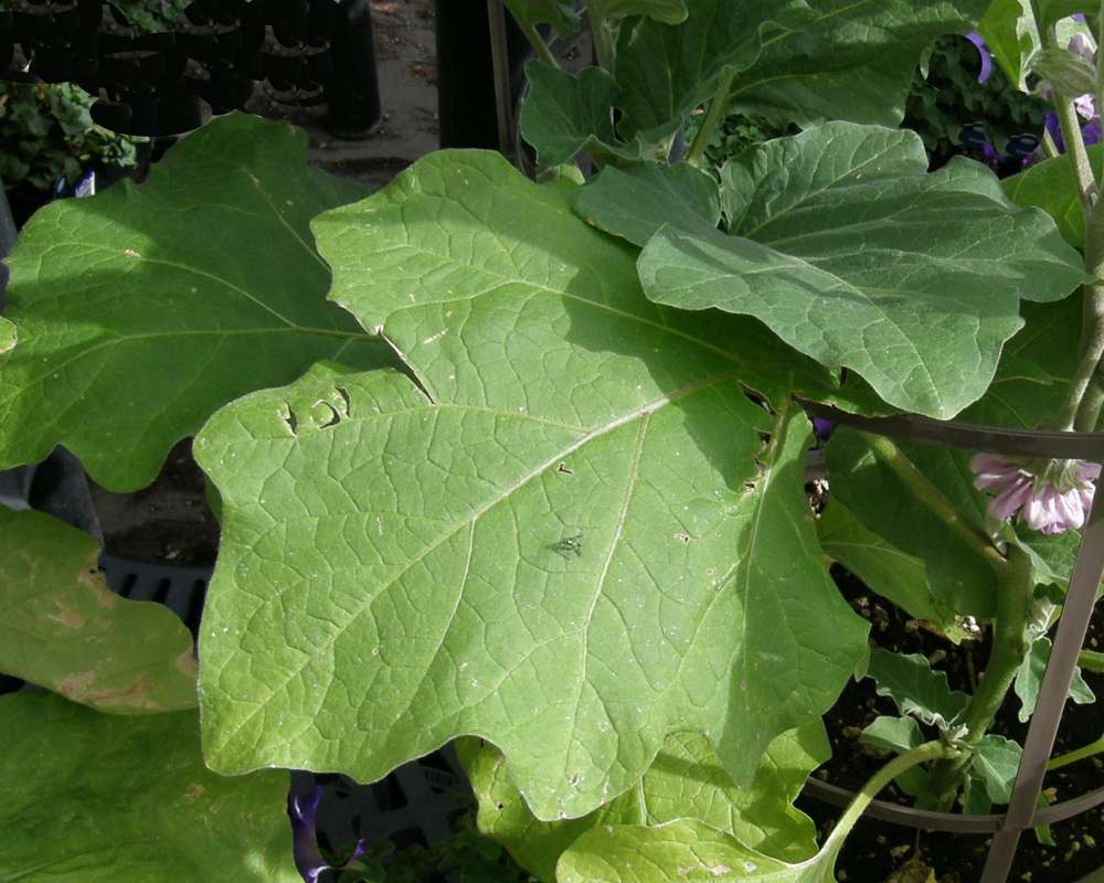 Leaf<br>(Location of Picture: Commercial, Wa., USA, 2011)