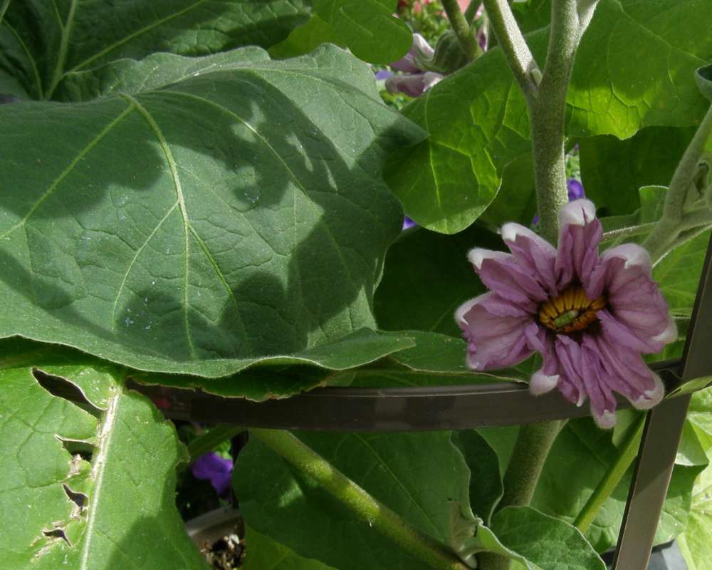 Flower - Front View<br>(Location of Picture: Commercial, Wa., USA, 2011)