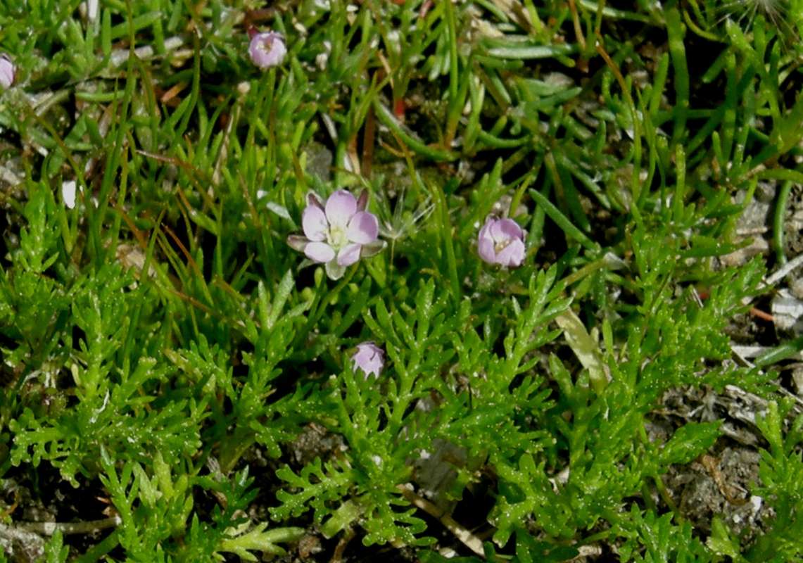 Top of Plant in Bloom<br>(Location of Picture: Neville Ridge, Wa., USA, 2011)