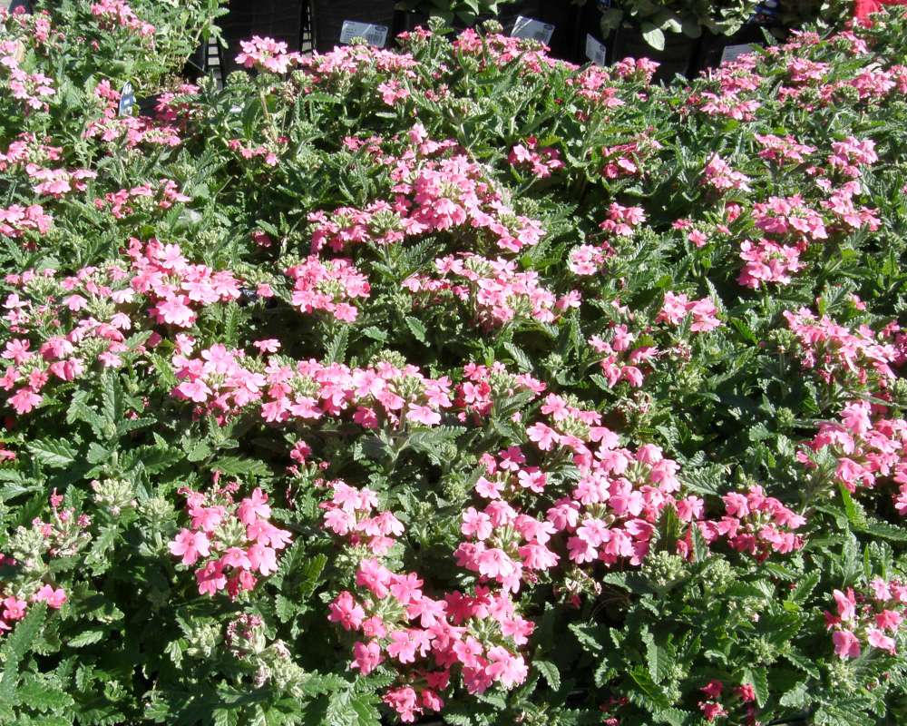 Garden View<br>(Location of Picture: Commercial, Wa., USA, 2011)