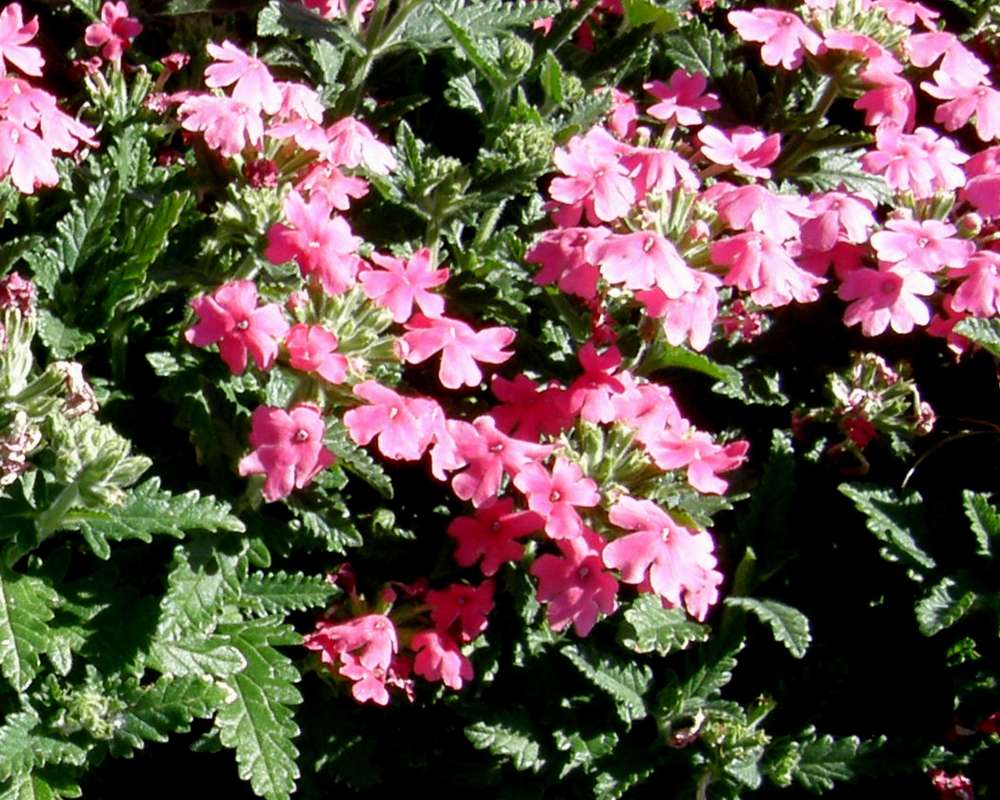 Top of Plant in Bloom<br>(Location of Picture: Commercial, Wa., USA, 2011)