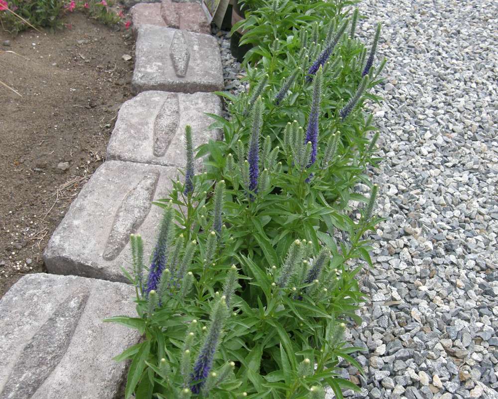 Garden View<br>(Location of Picture: Shady Creek Nursery, USA, 2011)