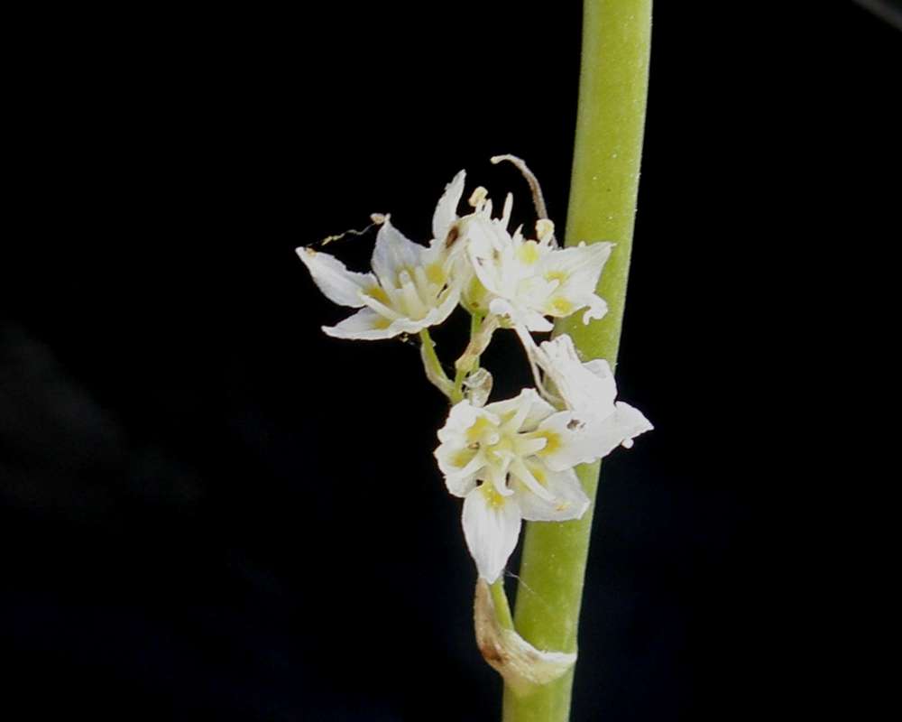 Flowers<br>(Location of Picture: Neville Ridge, Wa., USA, 2011)
