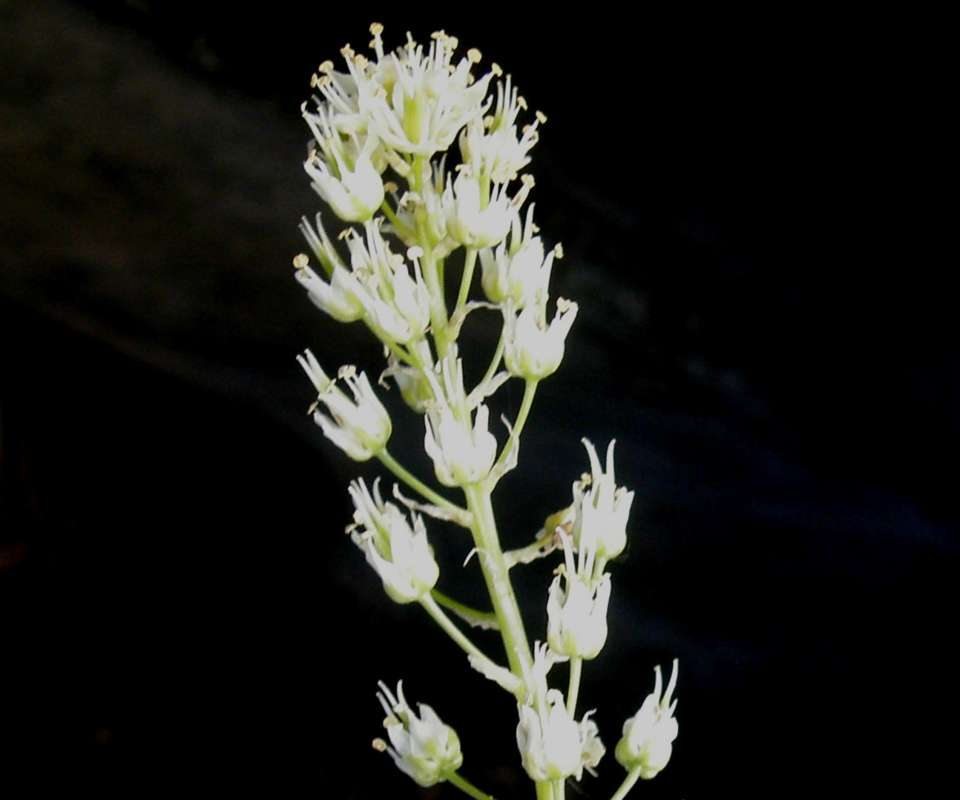 Raceme - Flowers - Side View<br>(Location of Picture: Neville Ridge, Wa., USA, 2011)