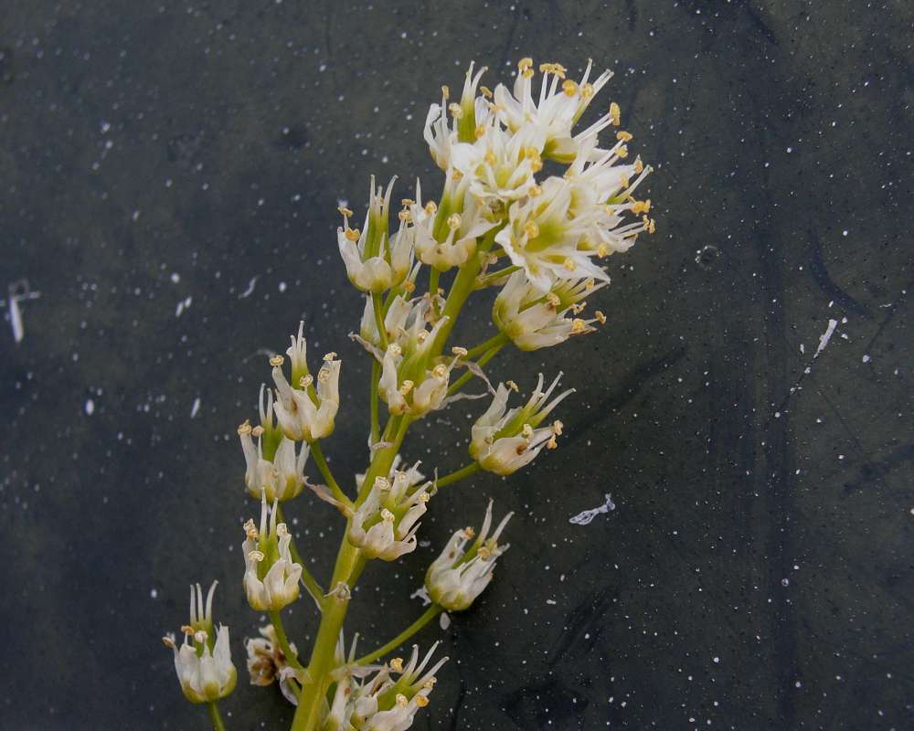 Raceme - Flowers - Front View<br>(Location of Picture: Neville Ridge, Wa., USA, 2011)