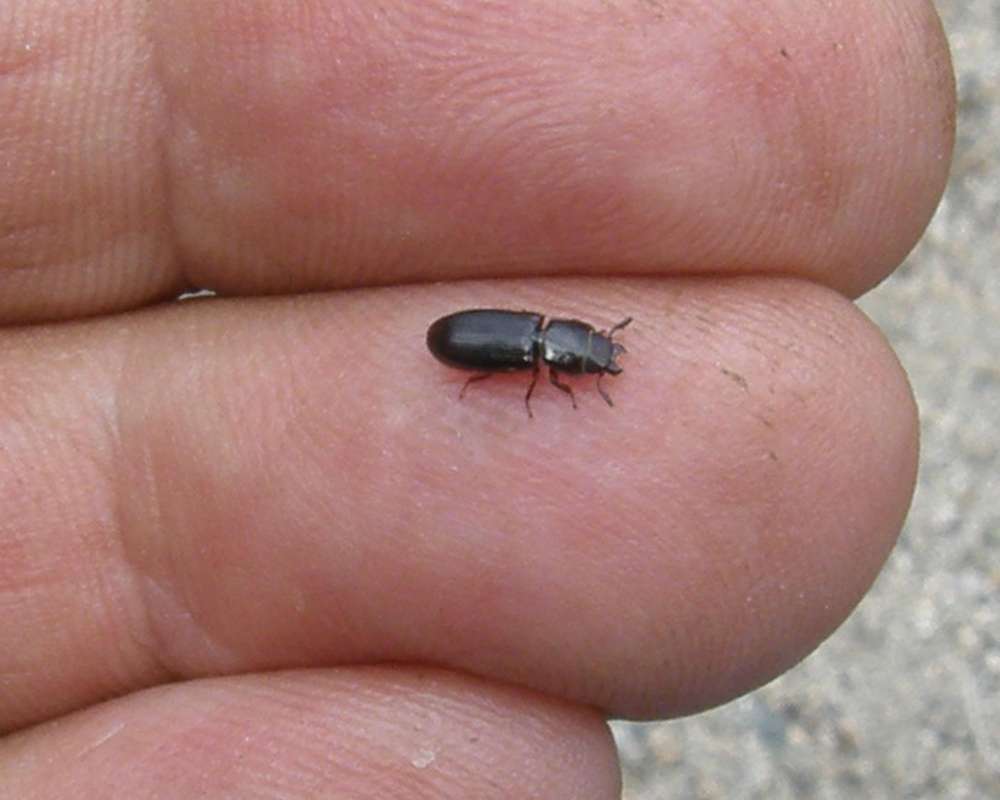 Alive on Finger<br>(Origin of the Specimen: Okanogan, Wa., Spring 2011)