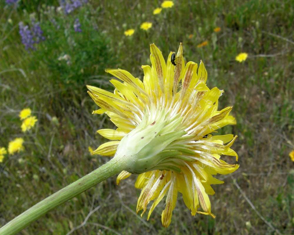 Flower - Rear Vuew<br>(Location of Picture: Okanogan, Wa. Aug, 2011)
