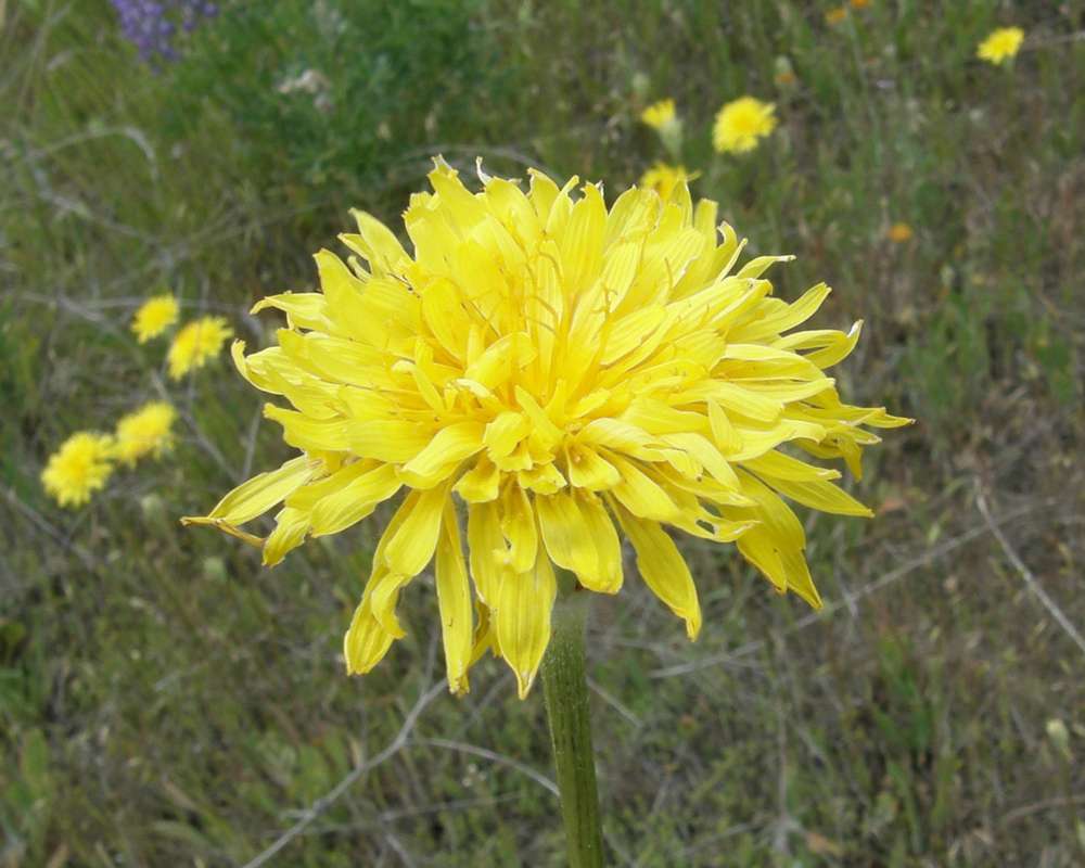 Flower - Side View<br>(Location of Picture: Okanogan, Wa. Aug, 2011)
