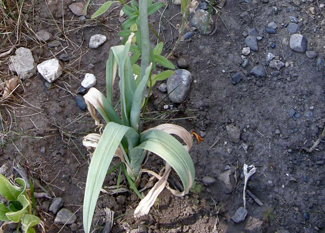 Basal Rosette<br>(Origin of the Specimen: Okanogan, Wa., 2011)