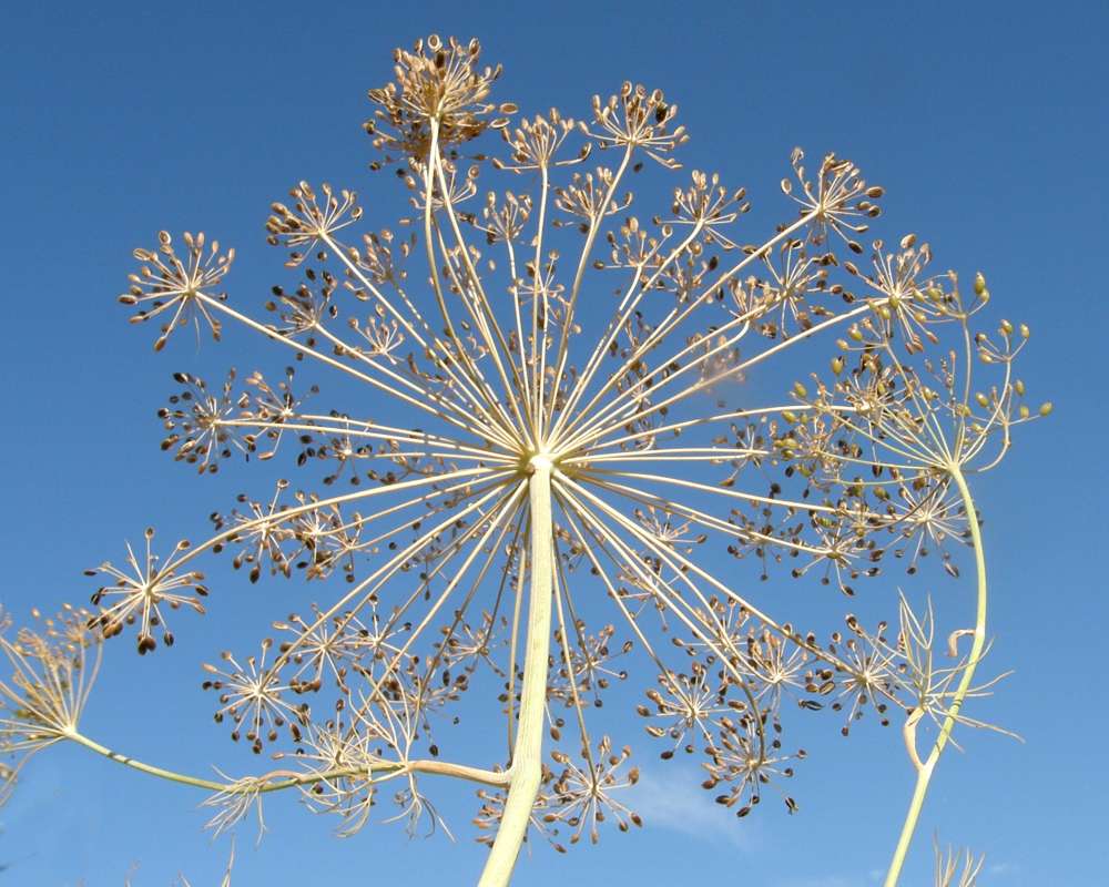 Seed Umbel Rear View<br>(Location of Picture: Okanogan, Washington, USA, 2011)