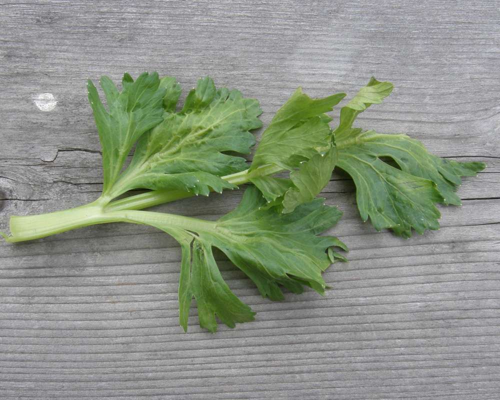 Leaf<br>(Origin of the Specimen: Okanogan, Wa., USA, 2011)