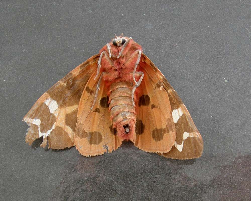Underside<br>(Location of Picture: Okanogan, Wa., USA, 2011)