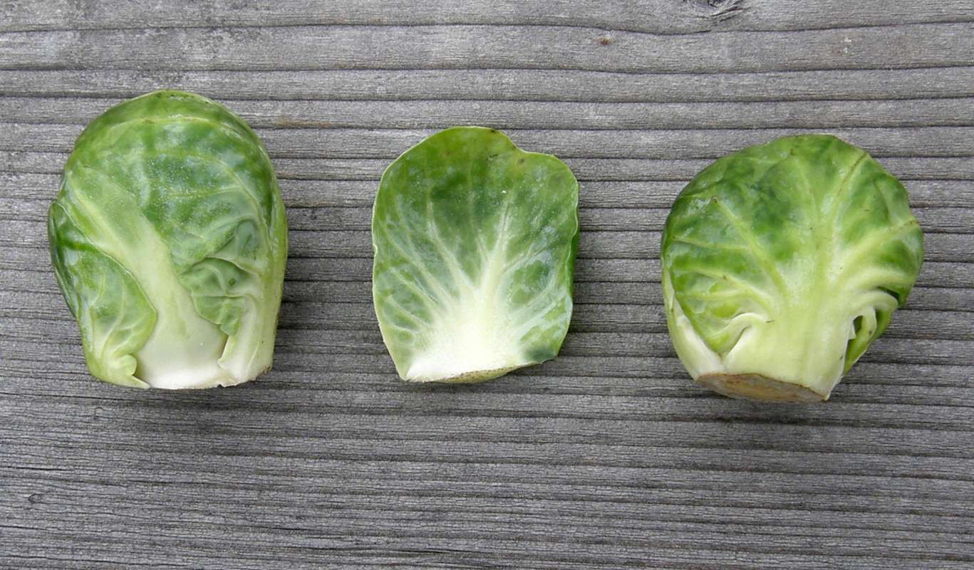 Leaves<br>(Location of Picture: Okanogan, Wa., USA,2011)