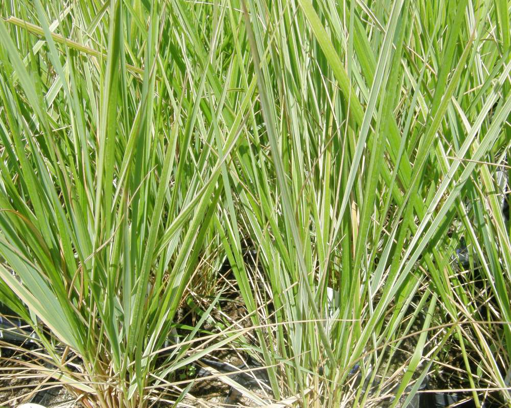 Leaves<br>(Location of Picture: Shady Creek Nursery, Wa., USA, 2011)