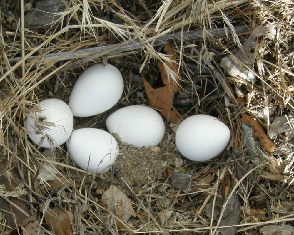 Wild Nest with Eggs<br>(Location of Picture: Okanogan, Washington, USA, 2011)