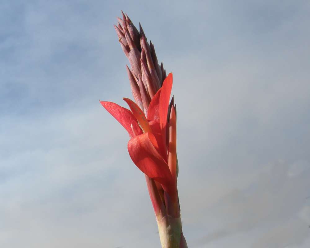 Top of Plant in Bloom<br>(Location of Picture: Okanogan,Wa., USA, 2011)
