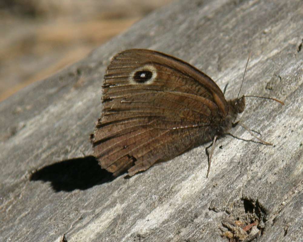 Habitat View on Log<br>(Origin of the Specimen: Conconully, Washington, USA, 2011)