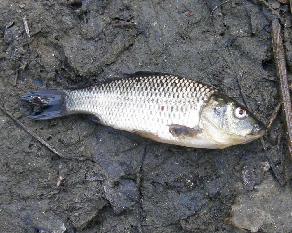 Recent Catch - Young<br>(Origin of the Specimen: Okanogan River, Wa., USA, 2011)