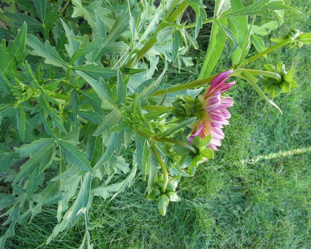 Flower - Side View<br>(Location of Picture: Commerical, Okanogan, Wa.,2011)