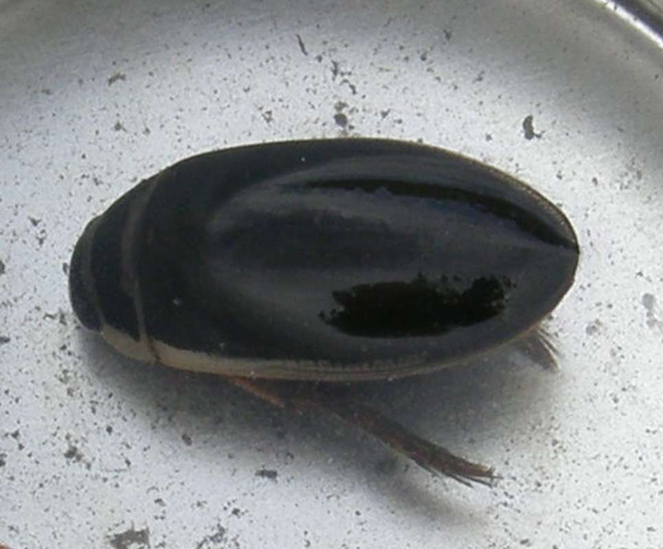 Dorsal View<br>(Origin of the Specimen: Okanogan River, Wa., USA, 2011)