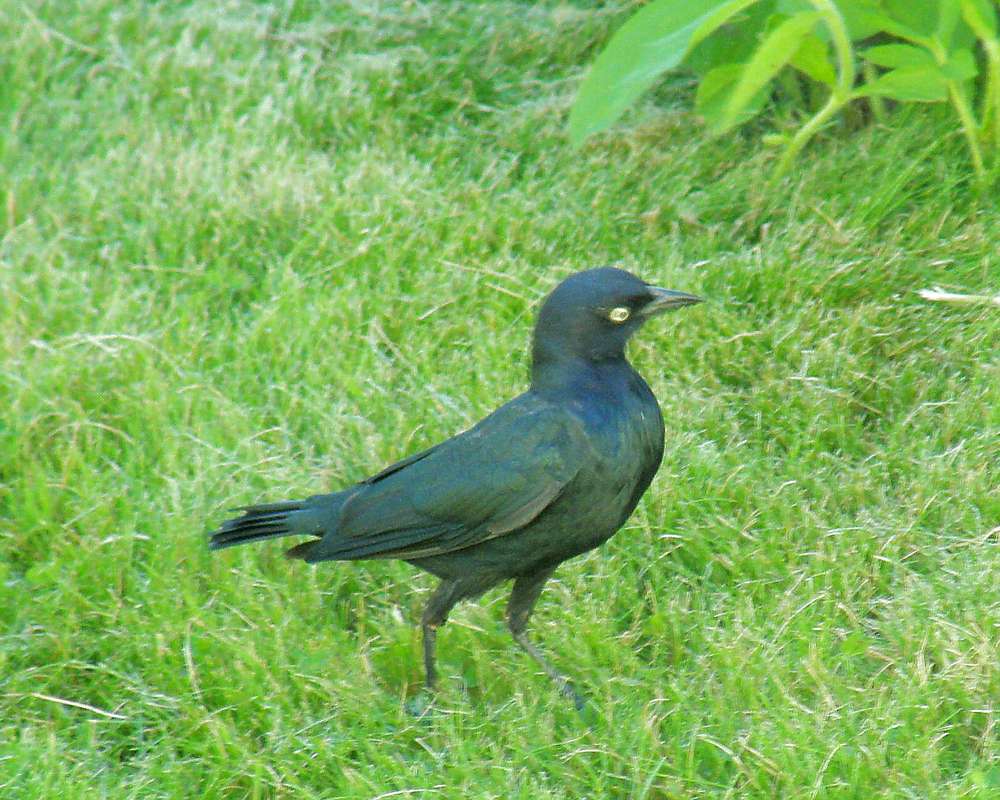 Male on Lawn<br>(Location of Picture: Okanogan, Wa., USA, 2012)