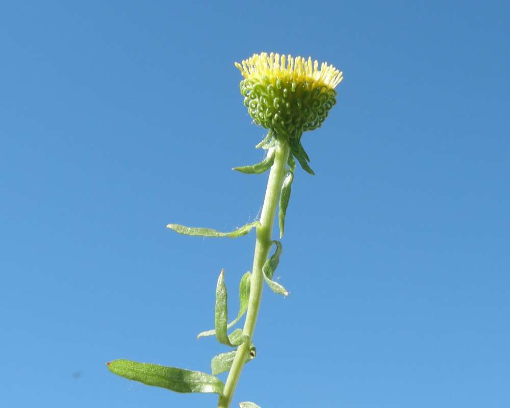 Flower - Side View - Top in Bloom<br>(Location of Picture: Okanogan, Wa., USA, 2011)