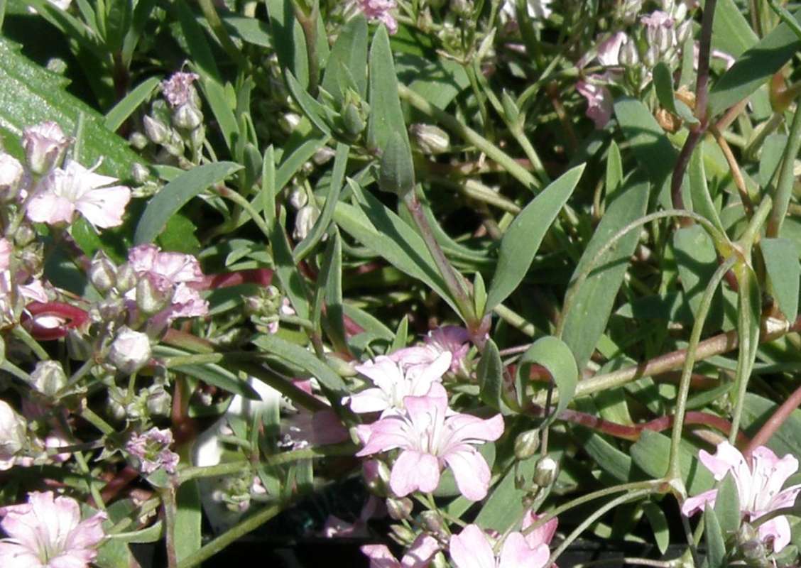 Leaves<br>(Location of Picture: Nelson Flowers, Wa., USA, 2011)