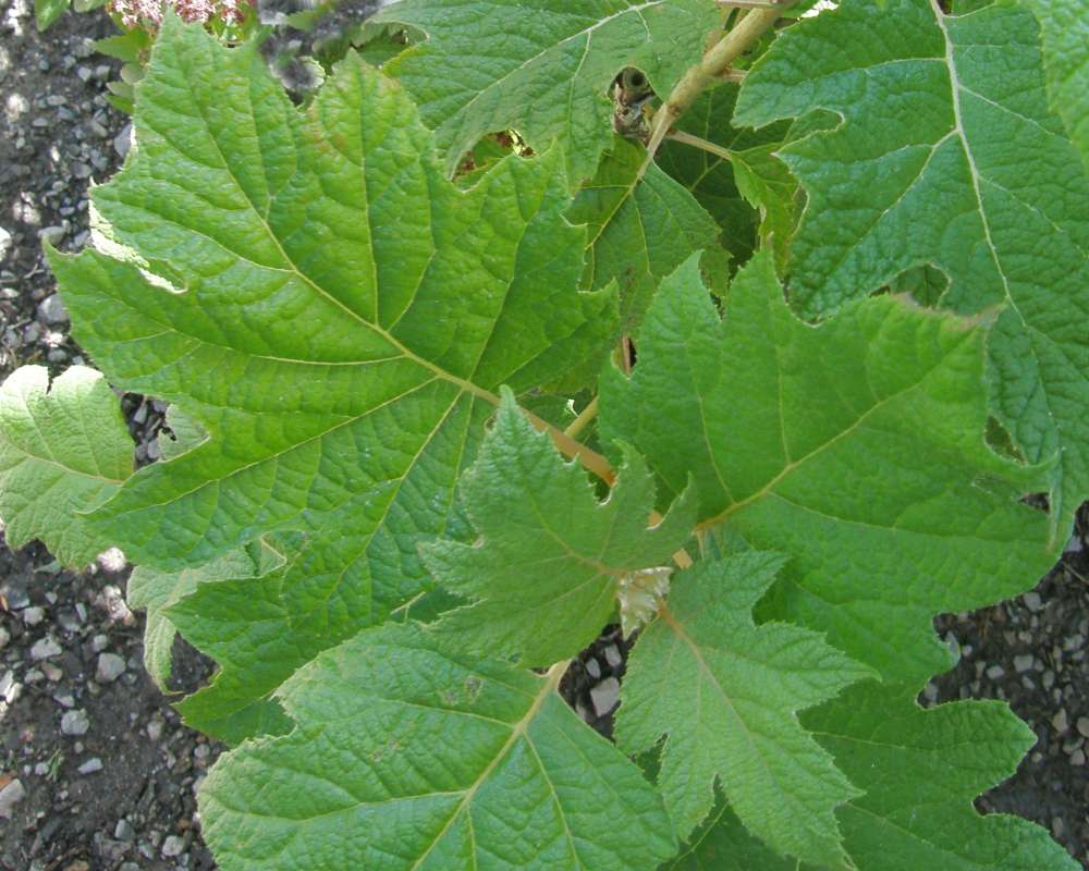 Leaf<br>(Location of Picture: Ornamental, Shady Creek, Wa, 2011)