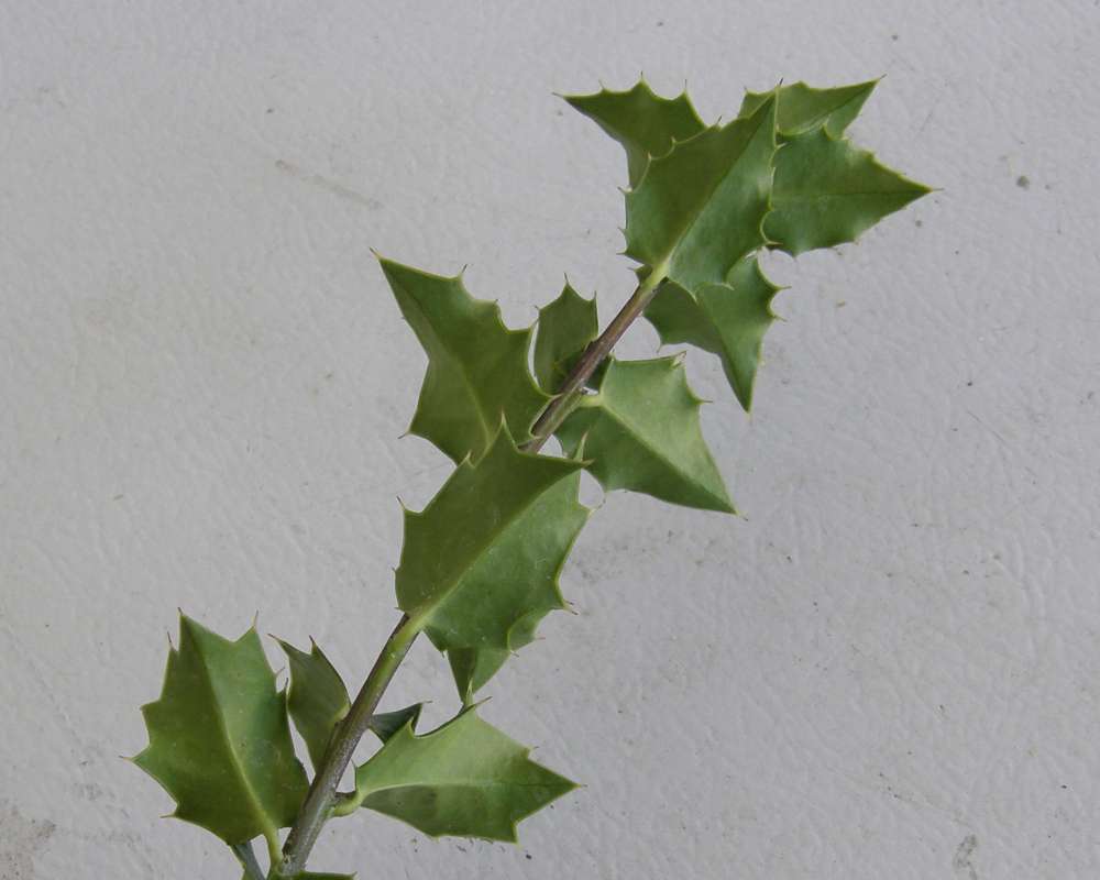 Leaves - Ventral Side<br>(Location of Picture: Omak, Wa., USA, 2011)