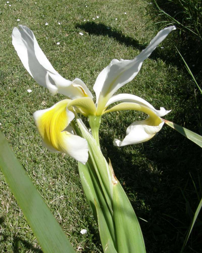 Top of Plant in Bloom<br>(Location of Picture: Garden, Okanogan, Wa., USA, 2011)