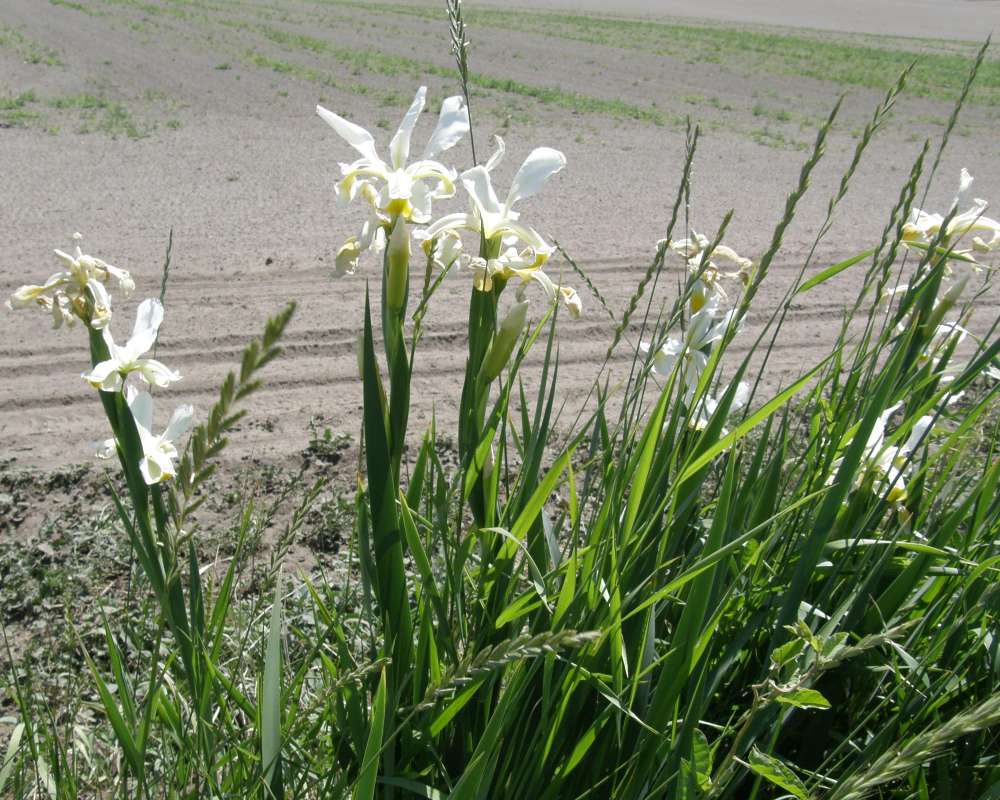 Garden View<br>(Location of Picture: Garden, Okanogan, Wa., USA, 2011)
