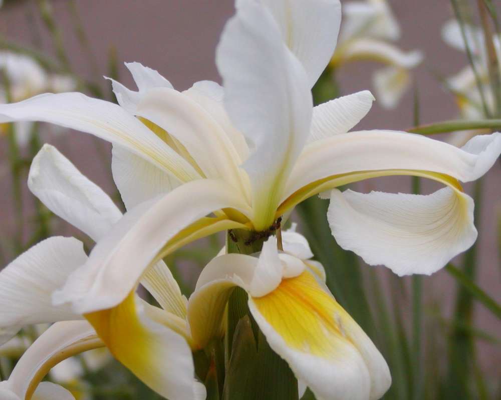 Flower<br>(Location of Picture: Garden, Okanogan, Wa., USA, 2011)