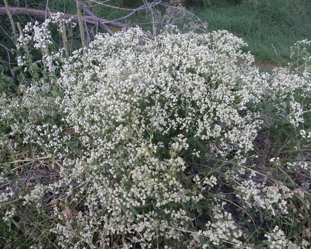 Silhouette<br>(Location of Picture: Okanogan, Wa., USA, 2011)