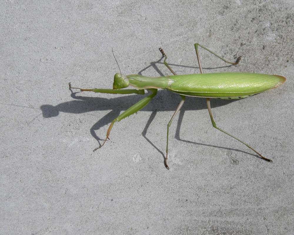 Dorsal View<br>(Location of Picture: Okanogan, Washington, USA, 11)
