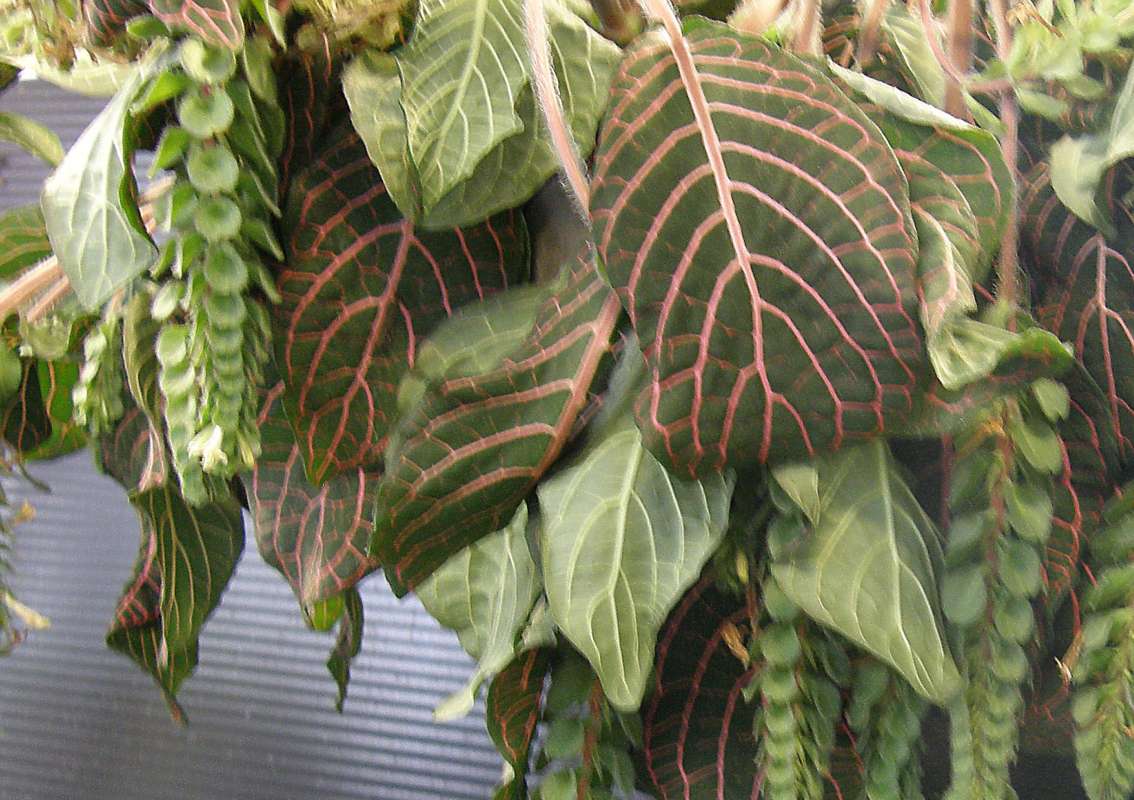 Leaves and Fruits<br>(Location of Picture: Commerical, Wa., USA, 2011)
