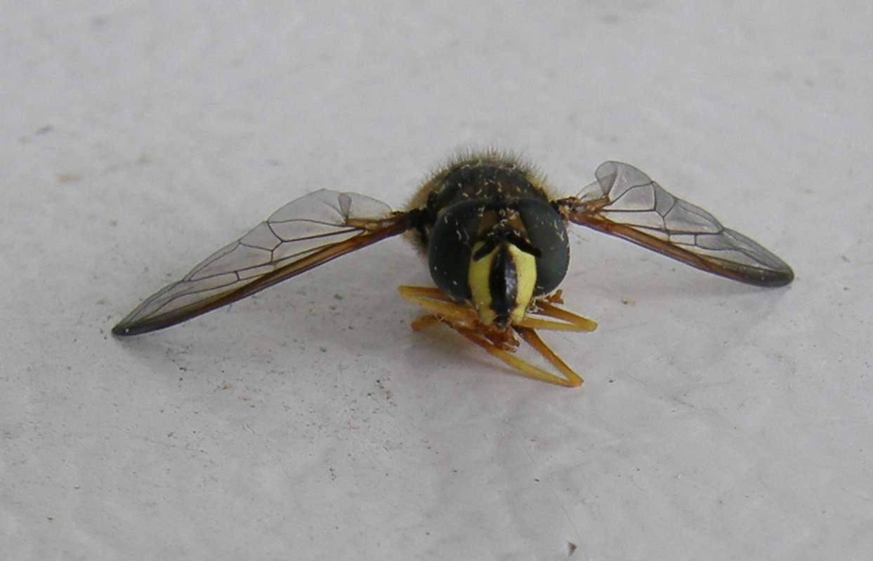 Front View - Close View