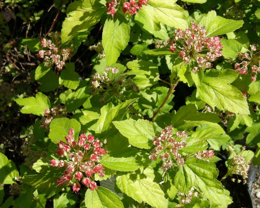Top of Plant in Bloom<br>(Location of Picture: Nelson Flowers, Wa., USA, 2011)